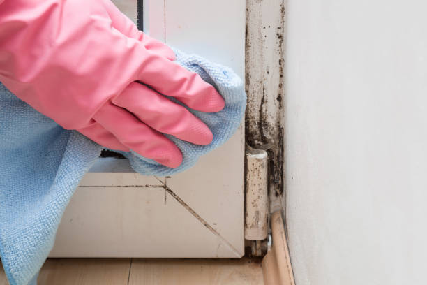 Best Black Mold Removal  in Varnville, SC